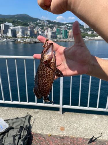 オオモンハタの釣果