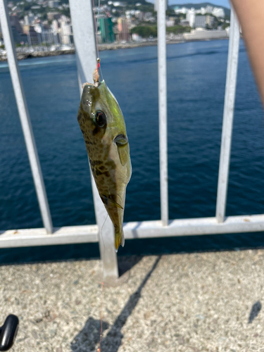 シロサバフグの釣果