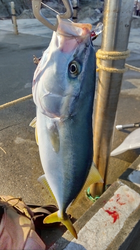 イナダの釣果