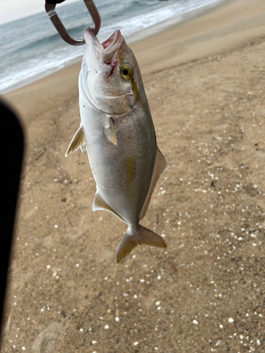 ショゴの釣果