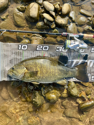 スモールマウスバスの釣果