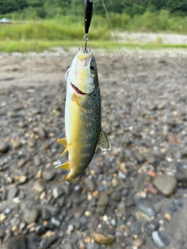 ニジマスの釣果