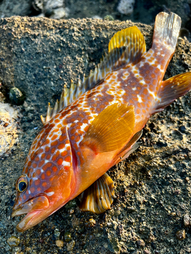 キジハタの釣果