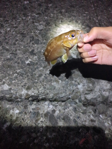 エゾメバルの釣果