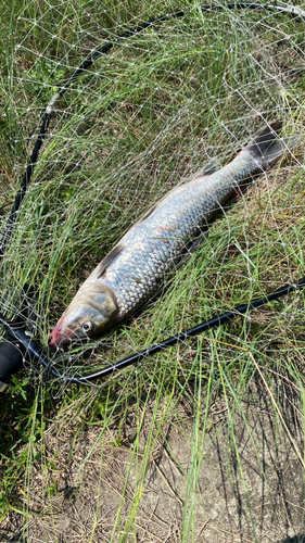 ニゴイの釣果