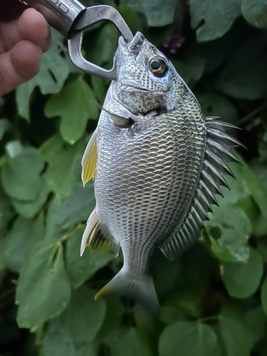 キビレの釣果