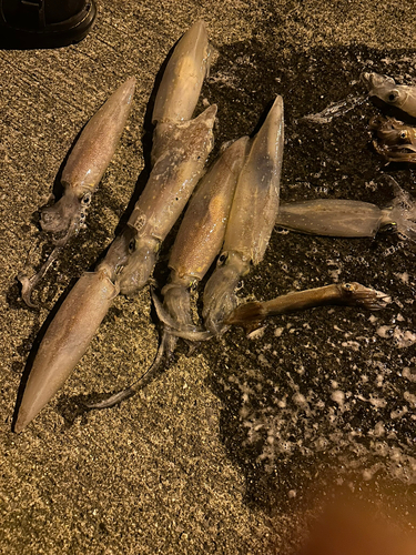 イカの釣果