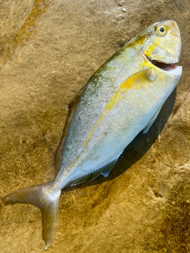 ネリゴの釣果