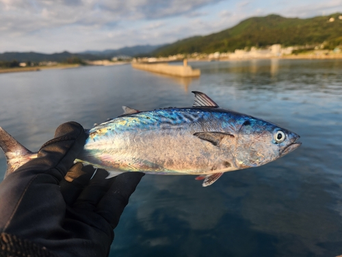 スマカツオの釣果