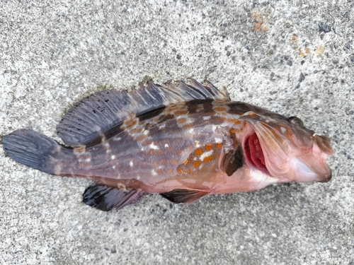 ハタの釣果