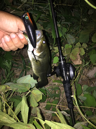 ブラックバスの釣果