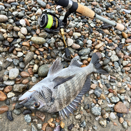 クロダイの釣果