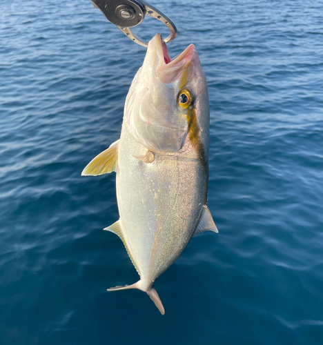 カンパチの釣果