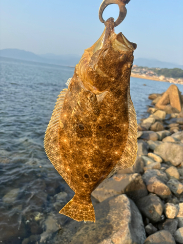 ヒラメの釣果