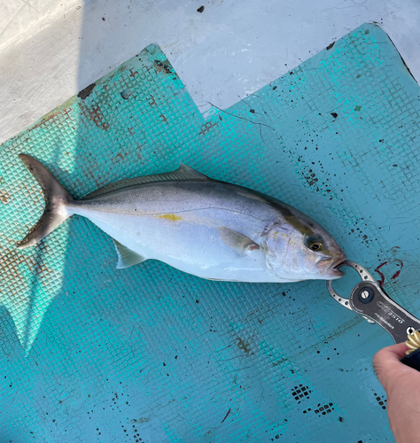 カンパチの釣果