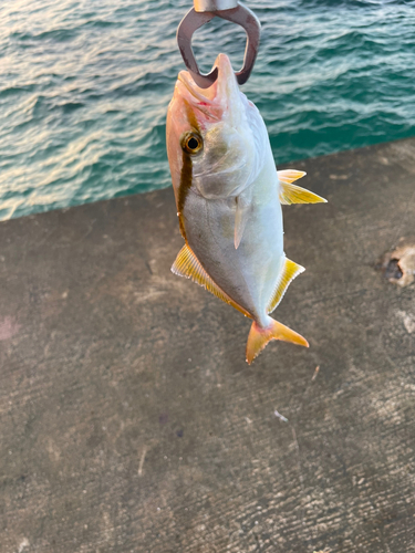 ショゴの釣果