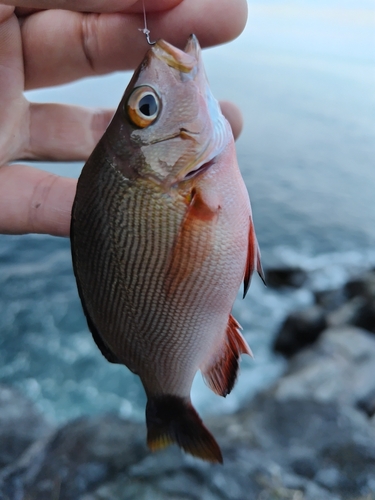 フエダイの釣果