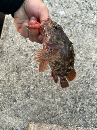 カサゴの釣果