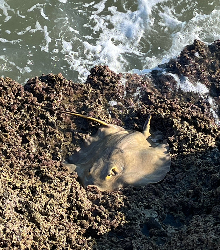 アカエイの釣果