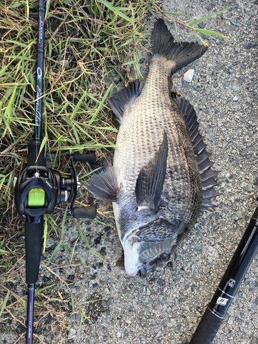 チヌの釣果