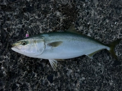 ブリの釣果