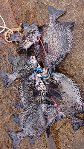 イシガキダイの釣果