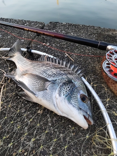 チヌの釣果