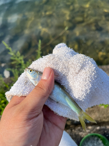 オイカワの釣果