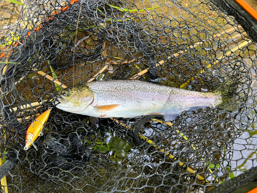 ニジマスの釣果