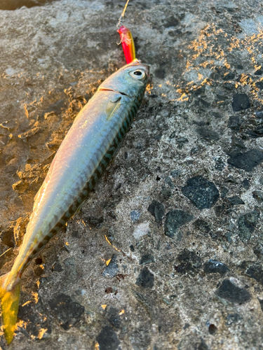 サバの釣果