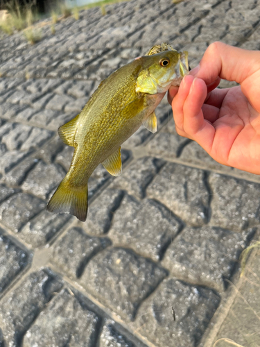 スモールマウスバスの釣果