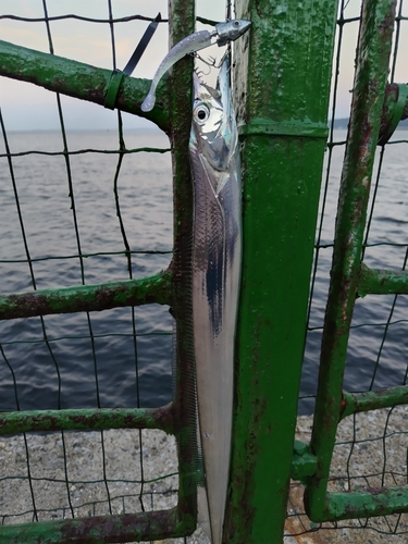 タチウオの釣果