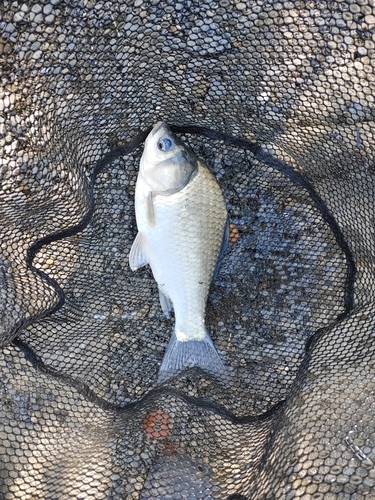 フナの釣果