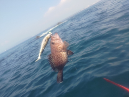 オオモンハタの釣果