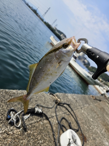 ショゴの釣果