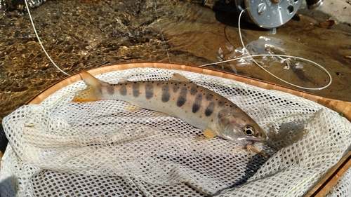 アマゴの釣果