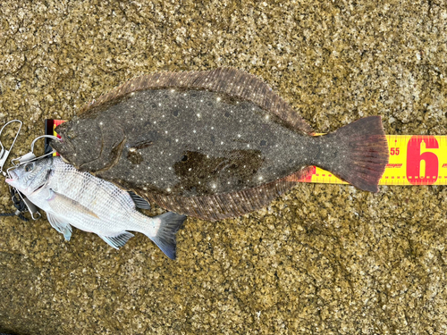 ヒラメの釣果