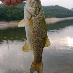 スモールマウスバス