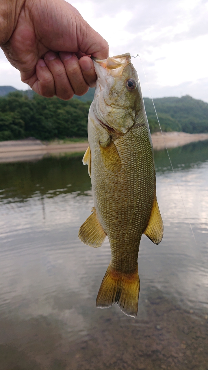 スモールマウスバス