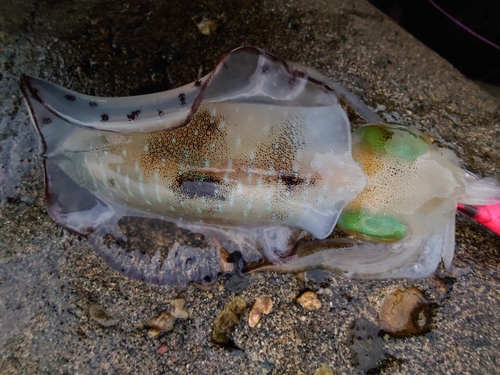 アオリイカの釣果