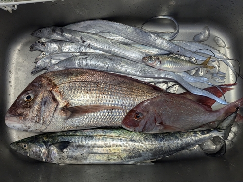 タイの釣果