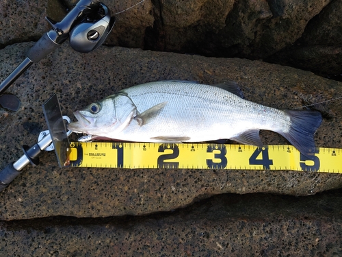 ヒラスズキの釣果