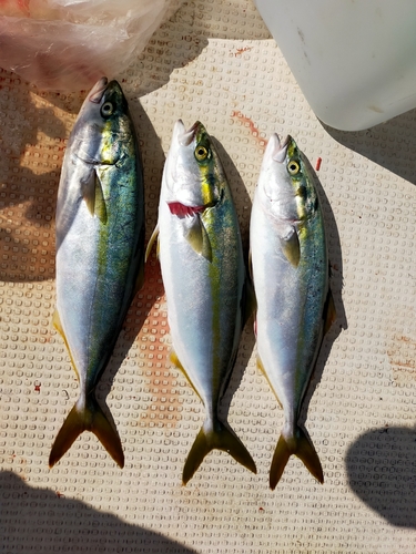 ハマチの釣果