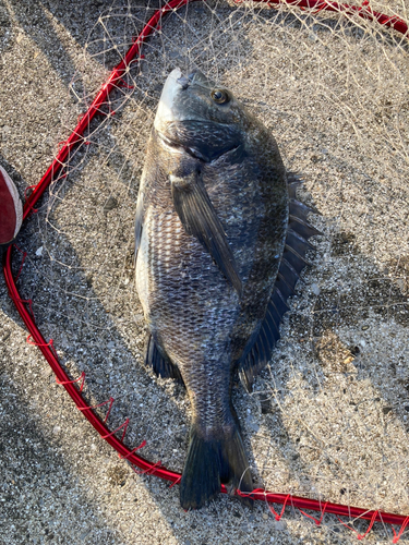 クロダイの釣果