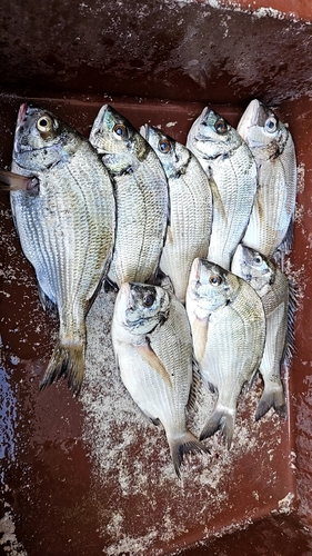 クロダイの釣果