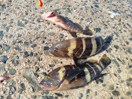 アオハタの釣果