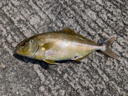 シオの釣果