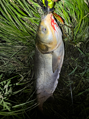 ハクレンの釣果