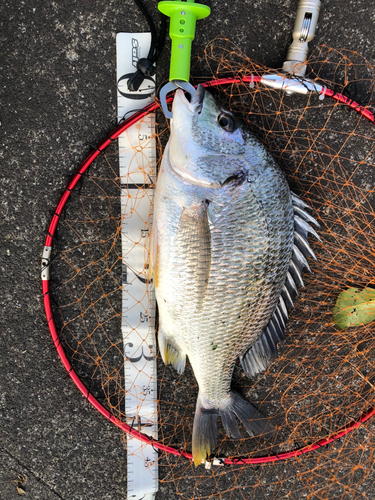 キビレの釣果