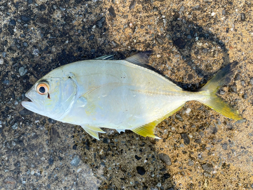 メッキの釣果